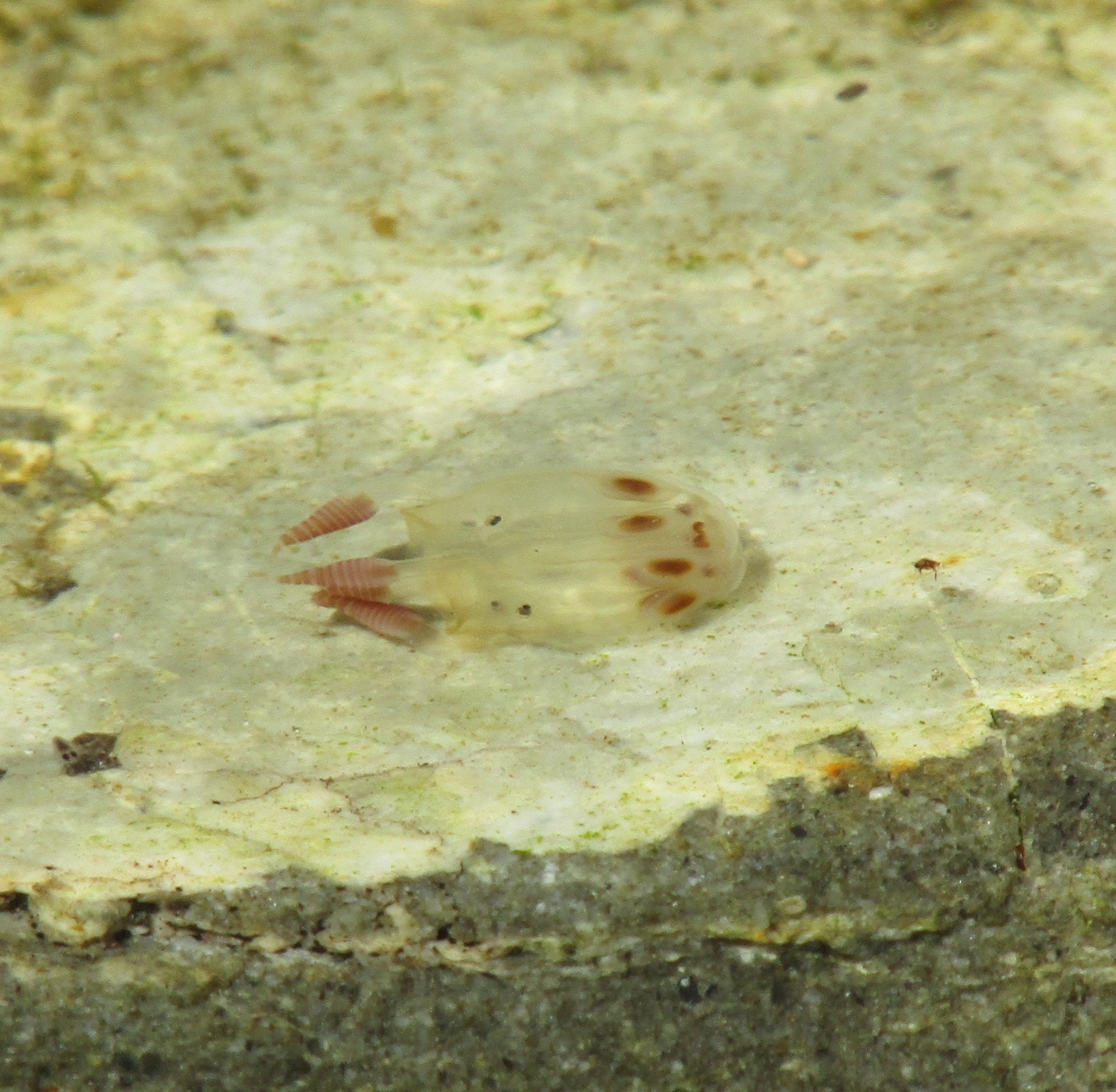 Copula sivickisi (Stiasny, 1926)