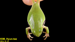 Hyla suweonensis