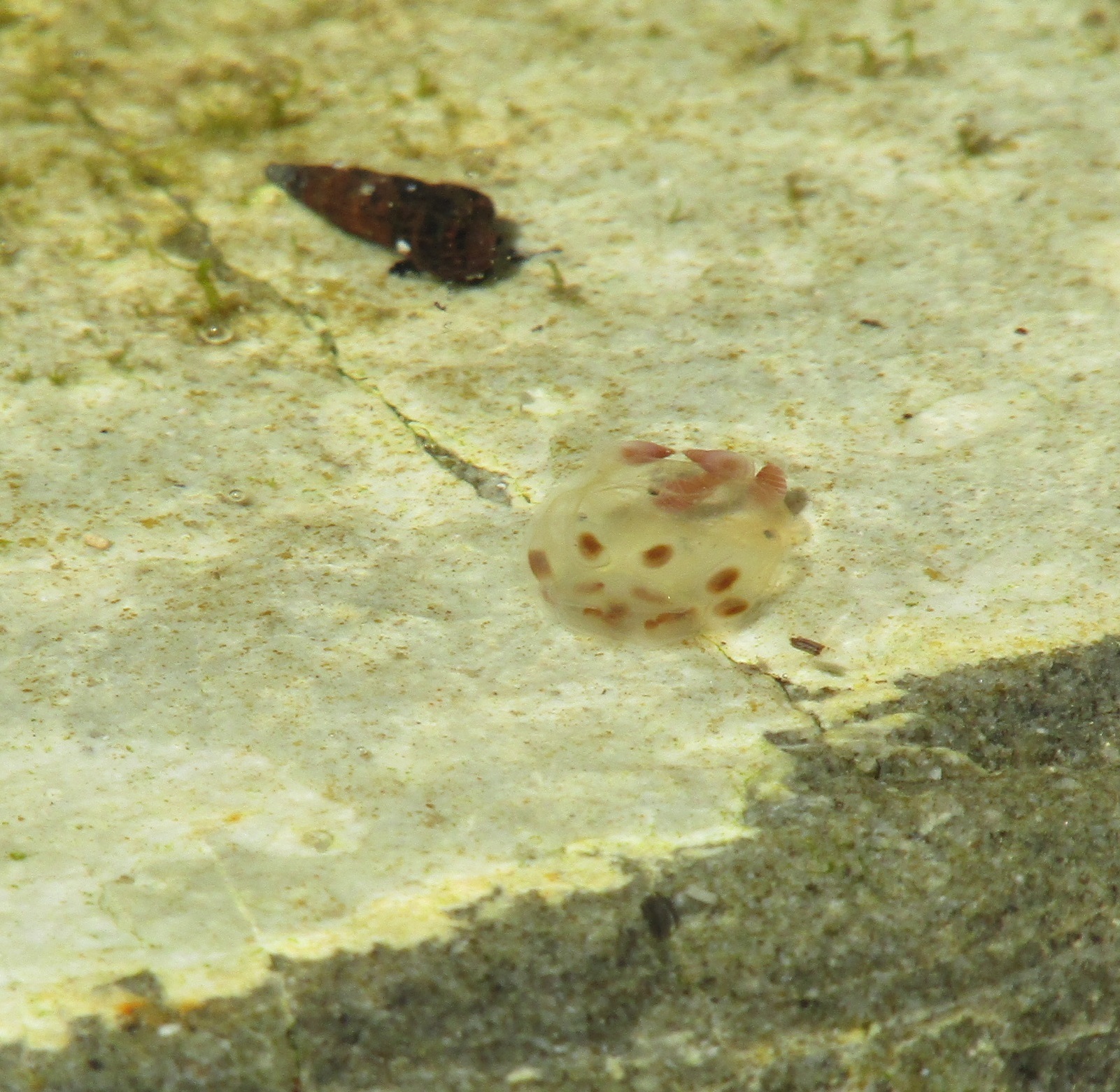 Copula sivickisi (Stiasny, 1926)