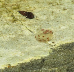 Copula sivickisi