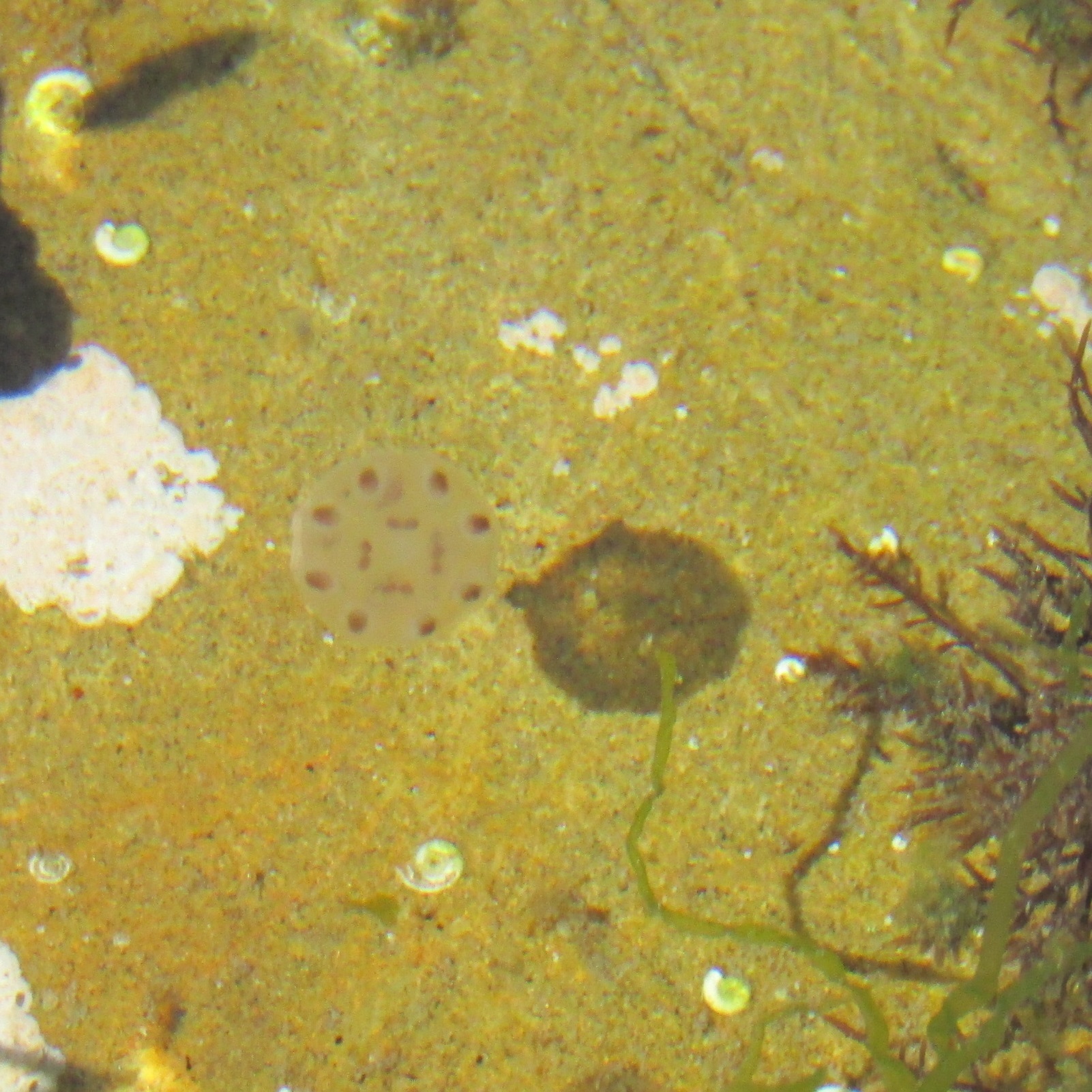 Copula sivickisi (Stiasny, 1926)