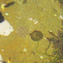 Copula sivickisi