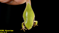 Hyla suweonensis