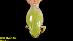 Hyla suweonensis