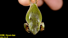 Hyla suweonensis