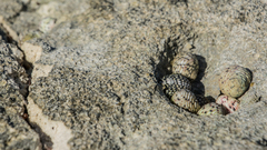 Nerita tessellata