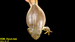 Hyla suweonensis