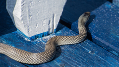 Cubophis cantherigerus