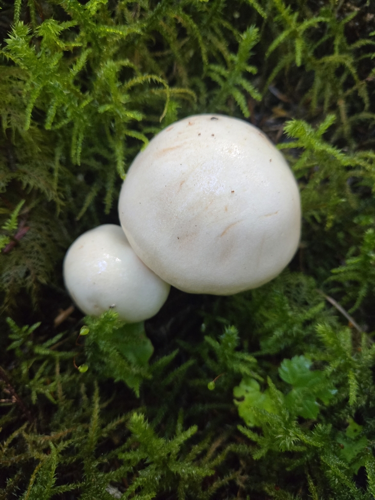 Hygrophorus sp. 'AK02'