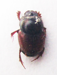 Onthophagus pullus