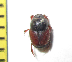 Onthophagus pullus