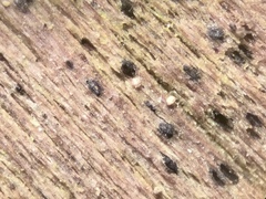 Lophiostoma