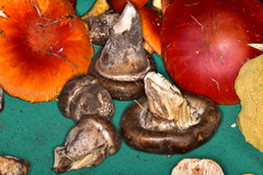 Catathelasma
