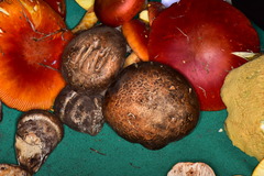 Catathelasma