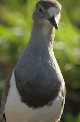 Vanellus lugubris