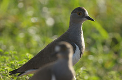 Vanellus lugubris