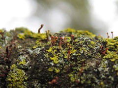 Stilbocrea gracilipes