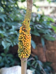 Amorphophallus sylvaticus