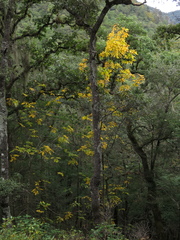 Carya ovata mexicana