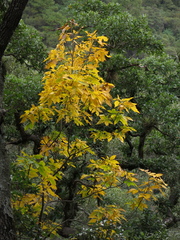 Carya ovata mexicana