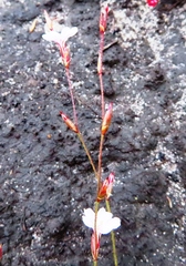 Limonium anthericoides