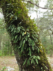 Pleopeltis polylepis