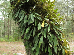 Pleopeltis polylepis