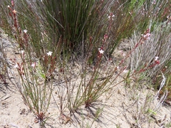 Limonium anthericoides