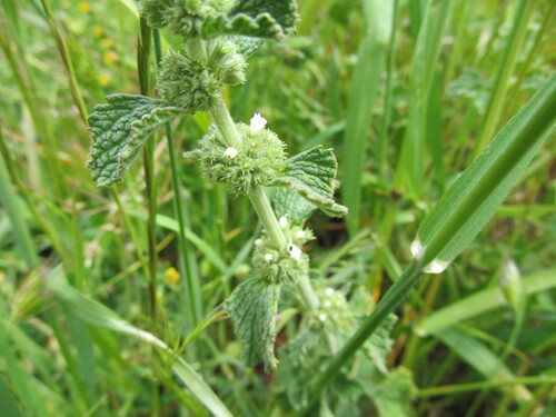 White Horehound (Marrubium vulgare)