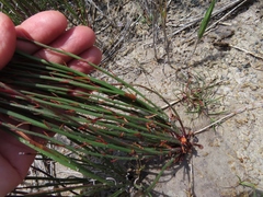Limonium anthericoides
