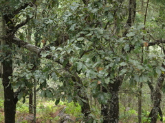 Quercus obtusata