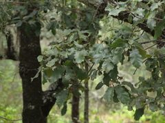 Quercus obtusata