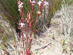 Limonium anthericoides