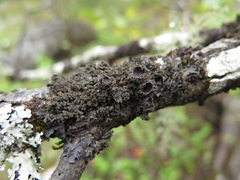 Leptogium phyllocarpum