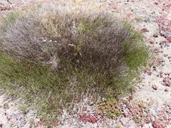 Elegia verreauxii