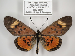 Acraea cepheus