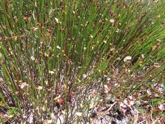 Elegia verreauxii