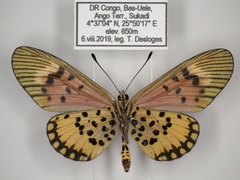 Acraea cepheus