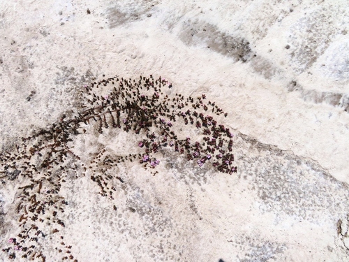 Image of Frankenia repens by (c) linkie, some rights reserved (CC BY)