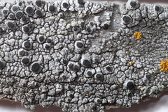 Pseudothelomma occidentale