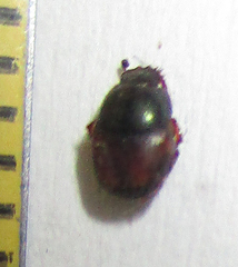 Onthophagus pullus