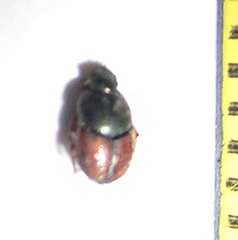 Onthophagus pullus