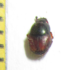 Onthophagus pullus