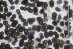 Pseudothelomma occidentale