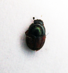 Onthophagus pullus