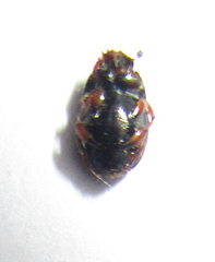 Onthophagus pullus
