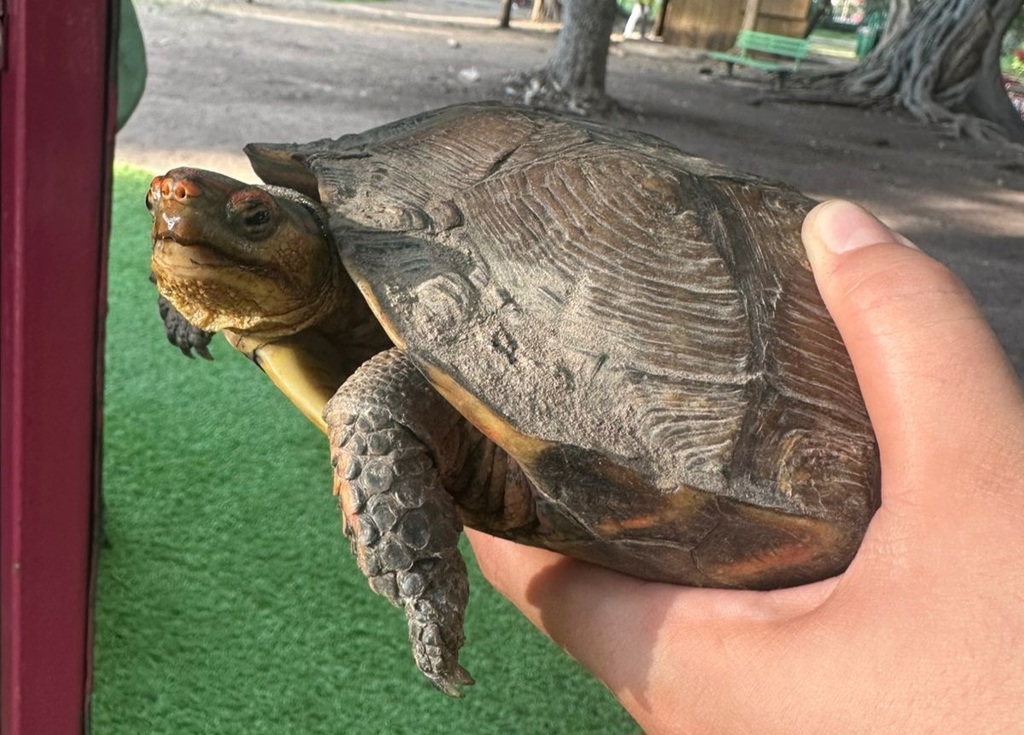 Western Mexican Wood Turtle from Colima, Col., México on October 7 ...