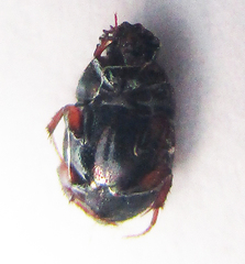 Onthophagus pullus