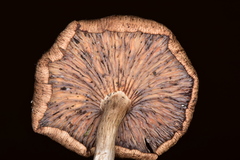 Pseudoarmillariella ectypoides