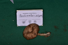 Pseudoarmillariella ectypoides